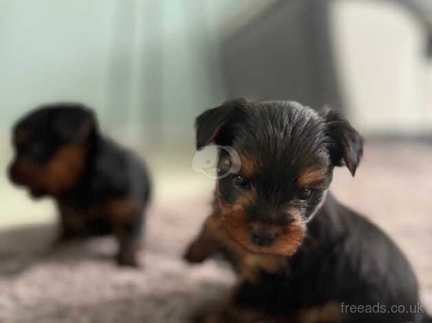 Cute Yorkshire terrier puppies for sale in Yeovil, Somerset - Image 2