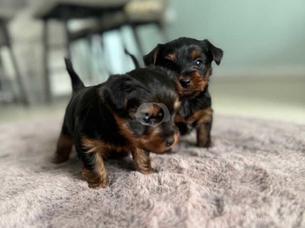 Cute Yorkshire terrier puppies for sale in Yeovil, Somerset - Image 3