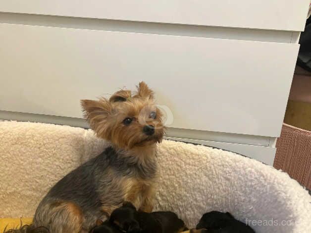 Cute Yorkshire terrier puppies for sale in Yeovil, Somerset - Image 4