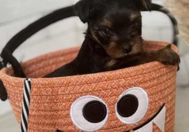 Cute Yorkshire terrier puppies two lovely babies left for sale in Milton Keynes, Buckinghamshire - Image 2