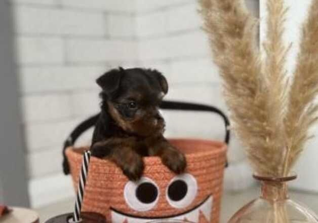 Cute Yorkshire terrier puppies two lovely babies left for sale in Milton Keynes, Buckinghamshire - Image 3