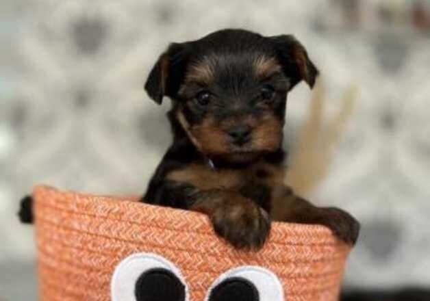 Cute Yorkshire terrier puppies two lovely babies left for sale in Milton Keynes, Buckinghamshire - Image 4