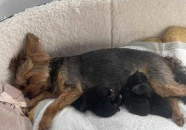 Cute Yorkshire terrier puppies two lovely babies left for sale in Milton Keynes, Buckinghamshire - Image 5