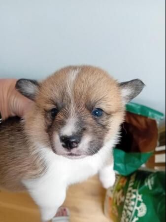 Cutest ever Corgi puppies - Ready now for sale in King's Norton, Leicestershire - Image 1