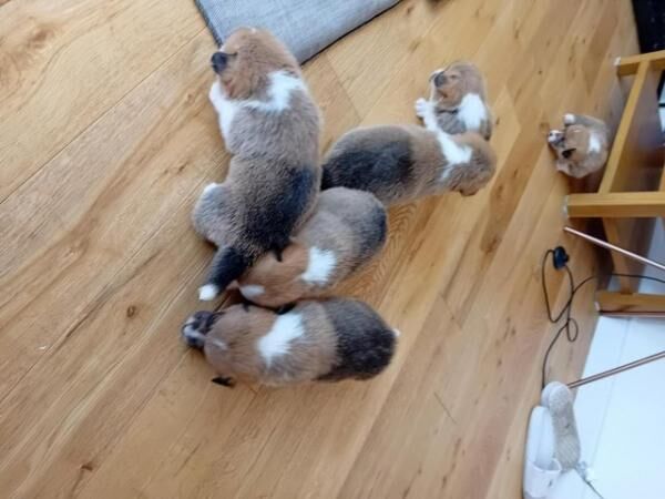 Cutest ever Corgi puppies - Ready now for sale in King's Norton, Leicestershire - Image 2