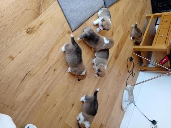 Cutest ever Corgi puppies - Ready now for sale in King's Norton, Leicestershire - Image 3