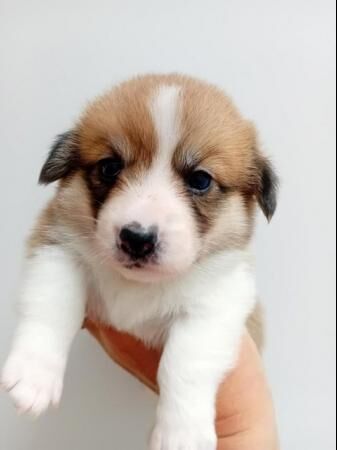 Cutest ever Corgi puppies - Ready now for sale in King's Norton, Leicestershire - Image 4