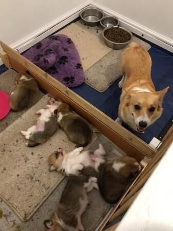 Cutest ever Corgi puppies - Ready now for sale in King's Norton, Leicestershire - Image 5