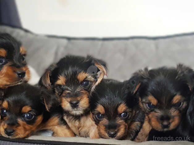 DANAMELI YORKSHIRE TERRIERS!! Due Aug 17 for sale in Glasgow, Glasgow City