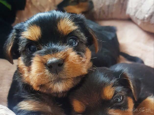 DANAMELI YORKSHIRE TERRIERS!! Due Aug 17 for sale in Glasgow, Glasgow City - Image 4