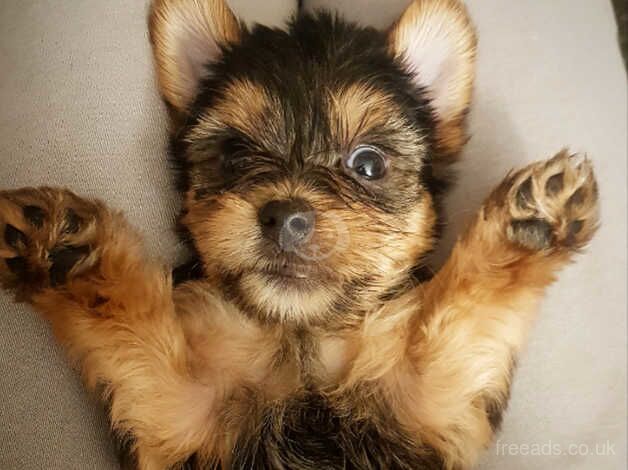 DANAMELI YORKSHIRE TERRIERS!! Due Aug 17 for sale in Glasgow, Glasgow City - Image 5