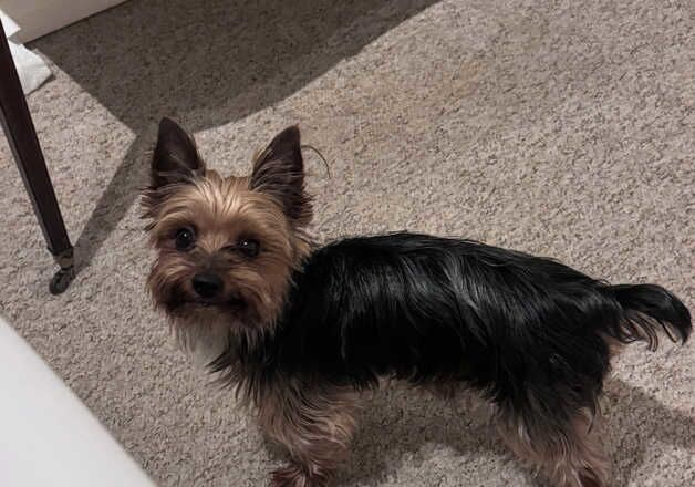 Dashing Stud Mini Yorkie for sale in Aylesbury, Buckinghamshire - Image 2