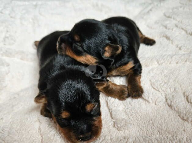 DNA Tested parents - Black & Tan Yorkshire Terrier girls for sale in Birkenhead, Merseyside - Image 2