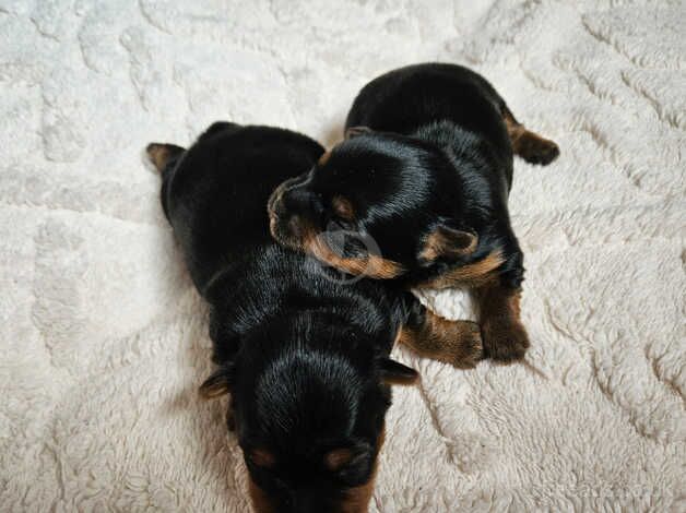 DNA Tested parents - Black & Tan Yorkshire Terrier girls for sale in Birkenhead, Merseyside - Image 3