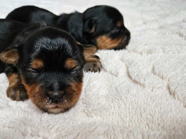 DNA Tested parents - Black & Tan Yorkshire Terrier girls for sale in Birkenhead, Merseyside - Image 4