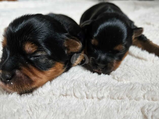 DNA Tested parents - Black & Tan Yorkshire Terrier girls for sale in Birkenhead, Merseyside - Image 5