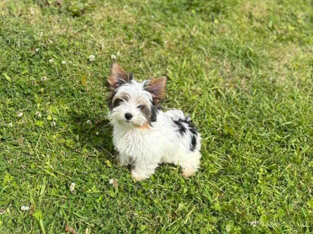 DNA Tested Parents - Parti Biewer Yorkshire Terrier girl for sale in Birkenhead, Merseyside - Image 3