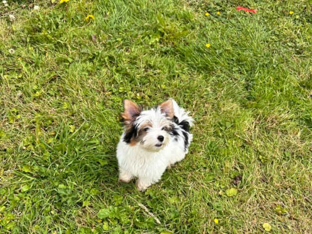 DNA Tested Parents - Parti Biewer Yorkshire Terrier girl for sale in Birkenhead, Merseyside - Image 4