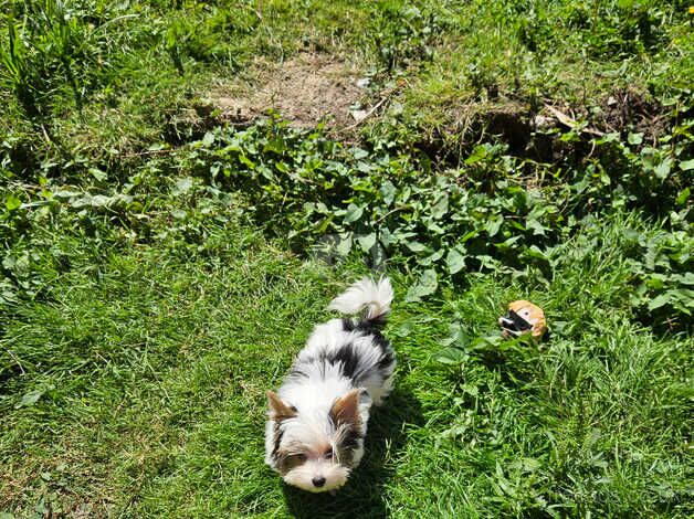 DNA Tested Parents - Parti Biewer Yorkshire Terrier girl for sale in Birkenhead, Merseyside - Image 5