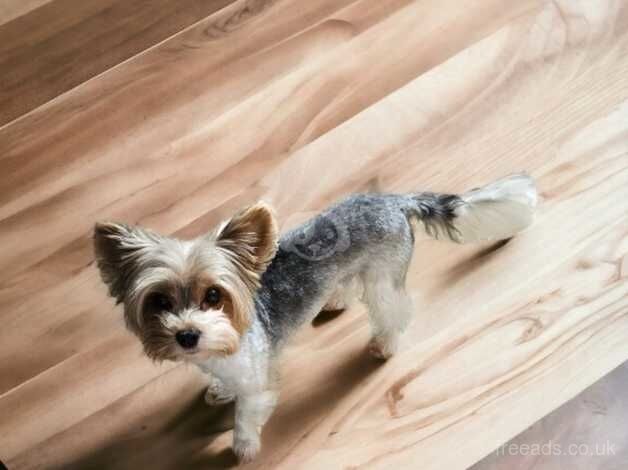 DNA Tested Proven Biewer Yorkshire Terrier boy for sale in Birkenhead, Merseyside - Image 2