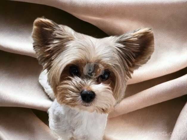 DNA Tested Proven Biewer Yorkshire Terrier male for sale in Birkenhead, Merseyside