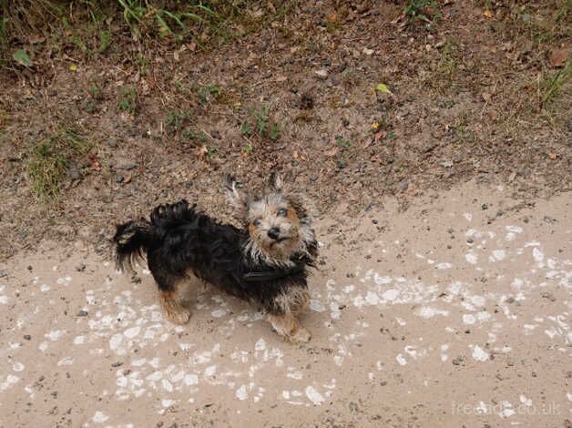 Dog for rehome 8 month old for sale in Newmarket, Na h-Eileanan an Iar