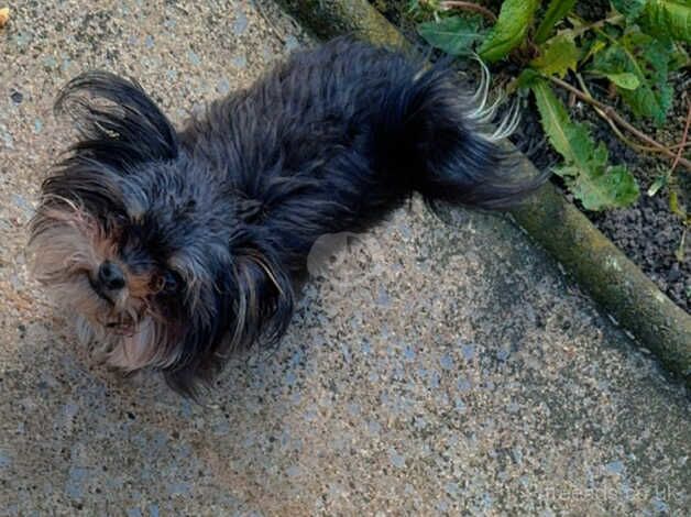 Dog for sale in Bradford, West Yorkshire - Image 4