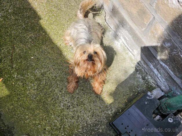 Dog for sale in Bradford, West Yorkshire - Image 1