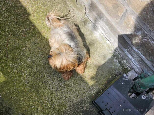 Dog for sale in Bradford, West Yorkshire - Image 4