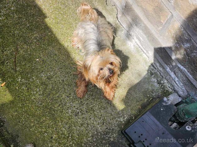 Dog for sale in Bradford, West Yorkshire - Image 5