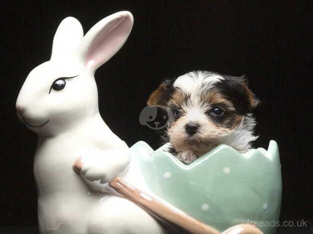 Extra Tiny teacup *Biewer Terrier* puppies for sale in Aberdeen, Aberdeen City - Image 1