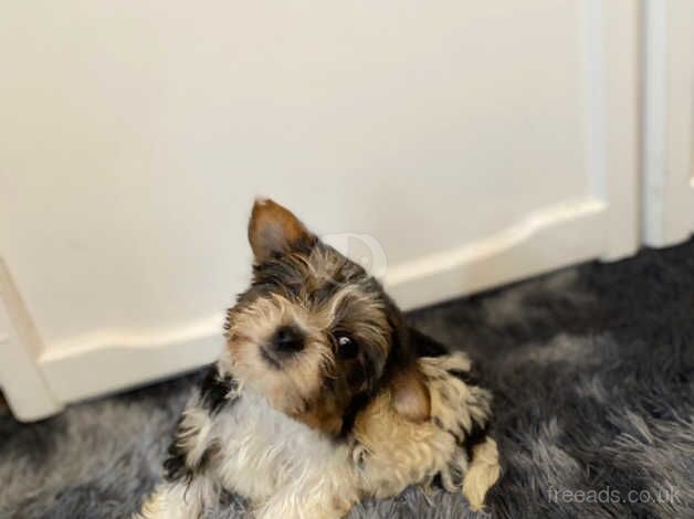 Extra Tiny teacup *Biewer Terrier* puppies for sale in Aberdeen, Aberdeen City - Image 2