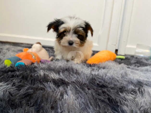 Extra Tiny teacup *Biewer Terrier* puppies for sale in Aberdeen, Aberdeen City - Image 3