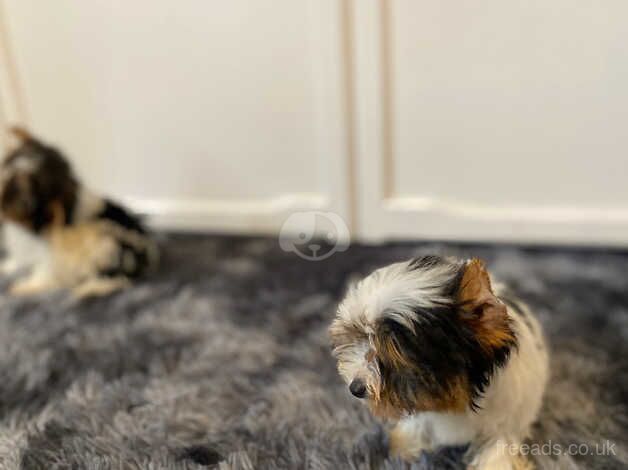 Extra Tiny teacup *Biewer Terrier* puppies for sale in Aberdeen, Aberdeen City - Image 4