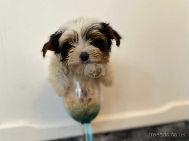 Extra Tiny teacup *Biewer Terrier* puppies for sale in Aberdeen, Aberdeen City - Image 5