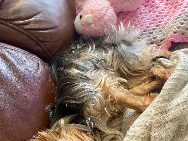 Female miniature Yorkshire terrier for sale in Market Drayton, Shropshire