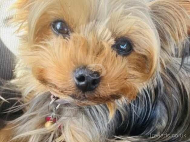 Female miniature Yorkshire terrier for sale in Market Drayton, Shropshire - Image 4