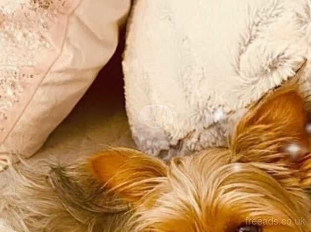 Female miniature Yorkshire terrier for sale in Market Drayton, Shropshire - Image 2