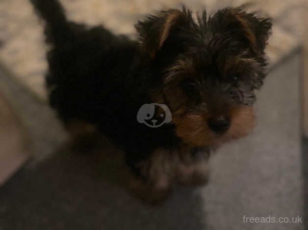 Female toy Yorkshire Terrier for sale in Huddersfield, West Yorkshire