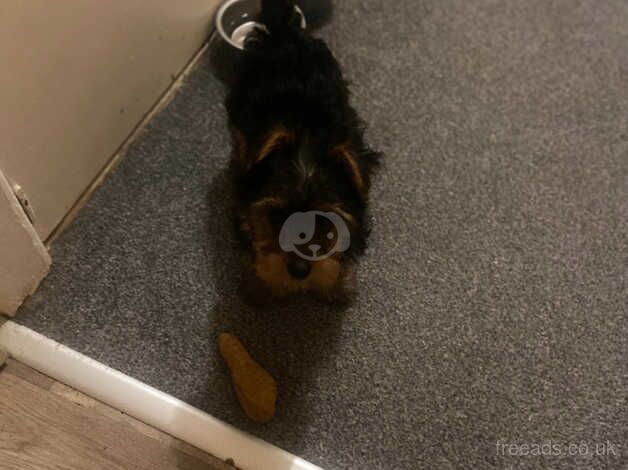 Female toy Yorkshire Terrier for sale in Huddersfield, West Yorkshire - Image 2