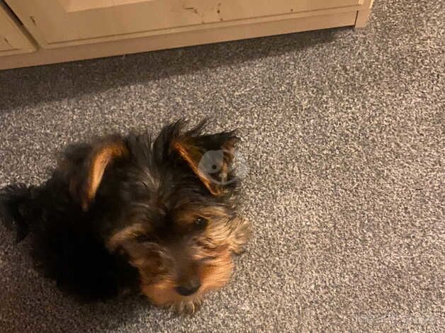 Female toy Yorkshire Terrier for sale in Huddersfield, West Yorkshire - Image 3