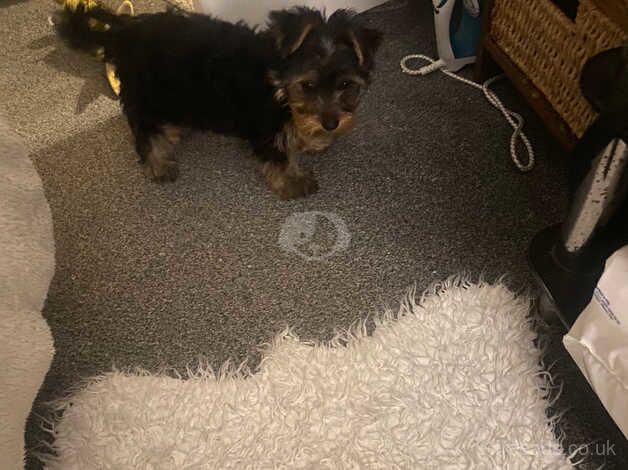 Female toy Yorkshire Terrier for sale in Huddersfield, West Yorkshire - Image 4