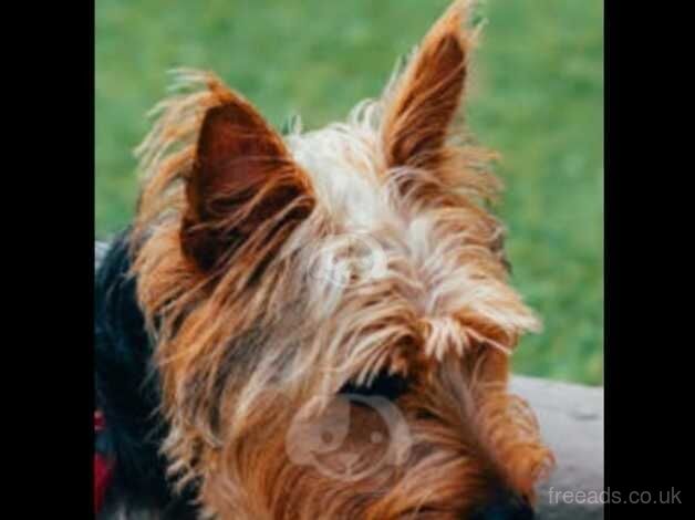 Female toy Yorkshire Terrier for sale in Huddersfield, West Yorkshire - Image 5