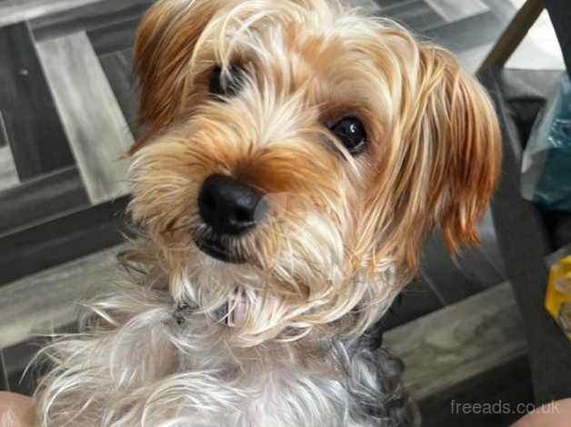 Female yorkshire terrier for sale in Bradford, West Yorkshire - Image 2