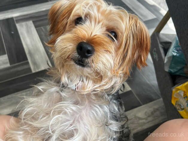 Female yorkshire terrier for sale in Bradford, West Yorkshire - Image 3