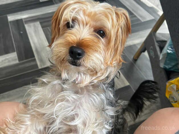 Female yorkshire terrier for sale in Bradford, West Yorkshire - Image 1