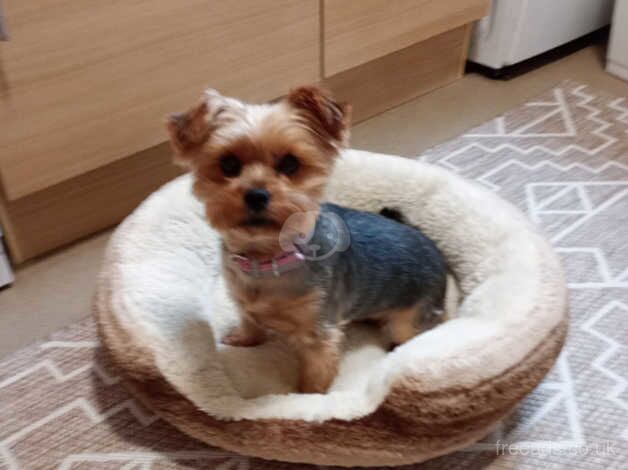 Female Yorkshire Terrier for sale in Swansea