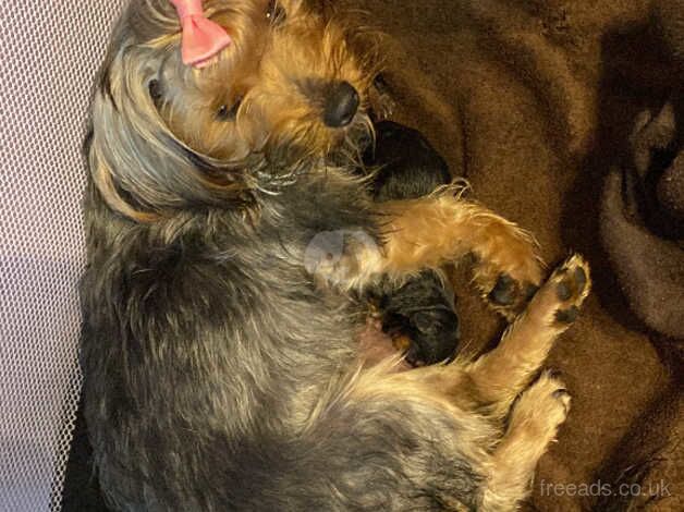 Female Yorkshire Terrier for sale in Waltham Abbey, Essex
