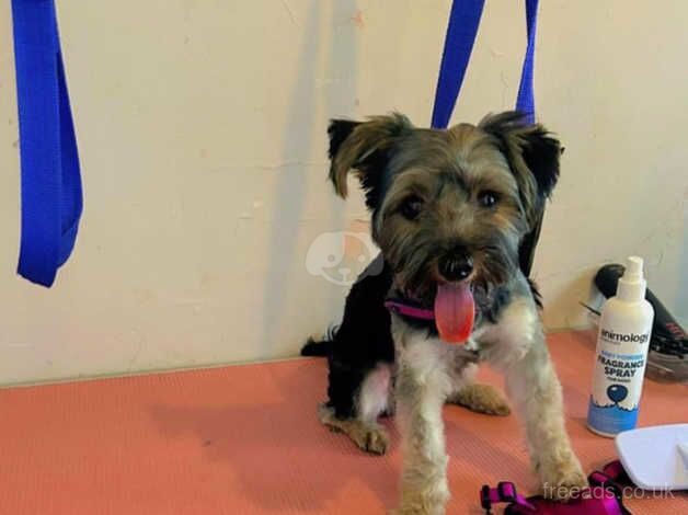 Female Yorkshire Terrier puppy for sale in Cheshire - Image 2