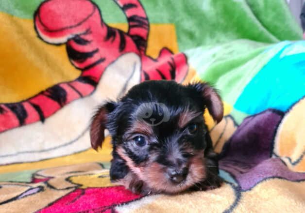 Female Yorkshire Terrier Puppy. for sale in Southampton, Hampshire